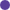 Am_purple